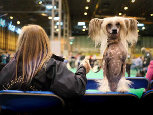 Supporting image for story: Crufts 2017: Toy and Utility breeds take over Birmingham's NEC - in pictures