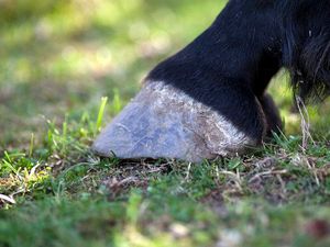 Supporting image for story: Horses still have the remnants of five toes, say scientists