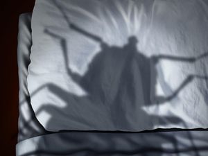 Supporting image for story: 5 things you need to know about the bugs secretly living in your house