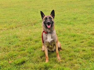 Supporting image for story: Appeal to find home for fun-loving dog abandoned, pregnant, at 10-months-old