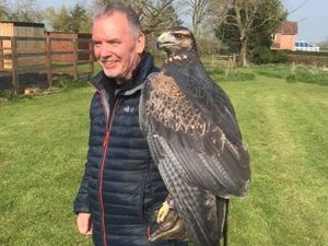 Supporting image for story: Escaped eagle Paco on the loose in Wem