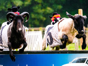 Supporting image for story: Sheep racing fun at Telford attraction