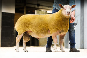 The reserve champion sold for 3000gns from the Loanhead flock of Gregor and Bruce Ingram