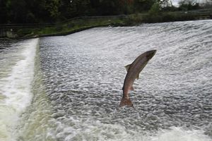Clearing the water in one mighty leap