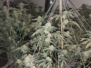 Supporting image for story: 120-plant cannabis factory found after smoke seen at from house

