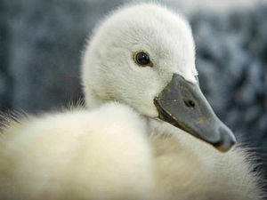 Supporting image for story: Cygnet crushed by cruel thugs in Shrewsbury has died