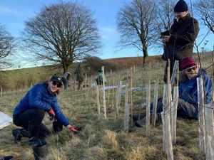 Supporting image for story: 'Children' of the Darwin Oak are given a chance to evolve away from route of controversial road