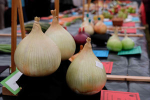 Some of the largest onions on show in the horticultural tent at the show. Image by Andy Compton