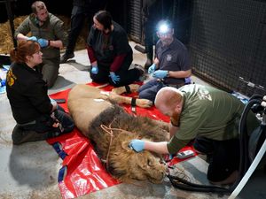 Supporting image for story: Lion pictured having ‘critical’ procedure to help safeguard species