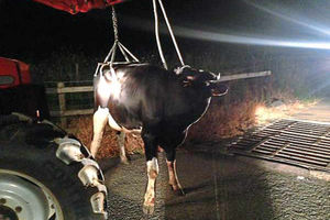 Supporting image for story: Now that's why they call it a cattle grid . . .
