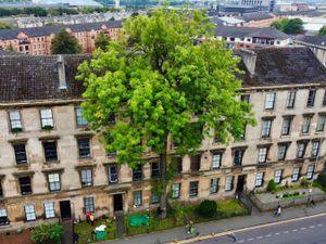 Supporting image for story: Glasgow’s ‘Argyle Street Ash’ wins Tree of the Year 2025 as wildcard entry