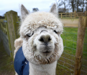 Ria the six month old alpaca