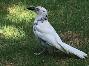 Supporting image for story: Extremely rare bird with a genetic condition wants your help in getting a new name