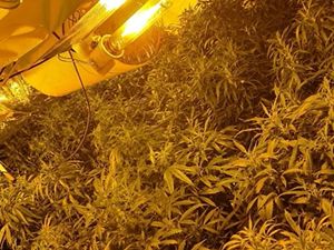 Supporting image for story: £84 million worth of cannabis seized in one year in West Midlands