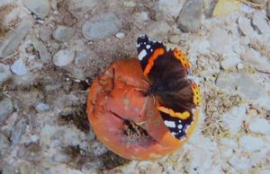 Liz Mayer took this photograph of a butterfly feasting on an apple in her garden