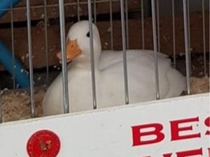 Supporting image for story: How this eminently successful duck helped create a very relatable viral tweet