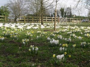 Supporting image for story: 'End of an era' as bulbs to be removed from Newport beauty spot
