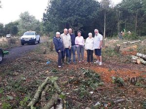 Supporting image for story: Dismay over loss of trees