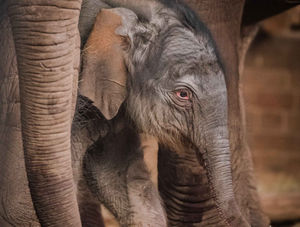 Supporting image for story: Rare Asian elephant calf born at Chester Zoo