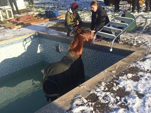 Supporting image for story: Horse rescued after slipping into freezing swimming pool - WATCH