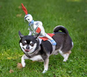 Luigi the chihuahua takes a knight for a walk
