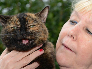 Supporting image for story: Tilly the rescued cat still without an owner after 21 years