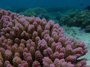 Supporting image for story: Corals can adapt to climate change but only if emissions are reduced, study suggests