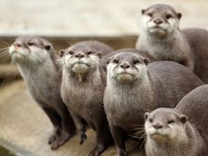 Supporting image for story: Could otters who juggle rocks be hungry and excited to eat?