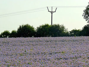 Supporting image for story: Consultation to begin on next stage of £18 million Shropshire power line 