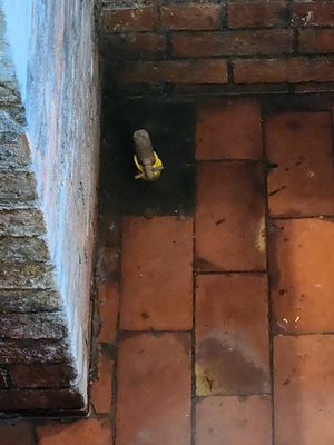 The baptismal pool is in original condition, and made from local Broseley bricks and clay. It probably used to be filled from a nearby spring, but on this occassion it took several hours to fill with a hose. The plug for the drain hole in the corner is long since lost, so a bung had to be fashioned from wood and rubber to do the job. Amazingly the pool still held water, despite having little or no  work done on it over the years.