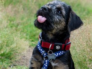 Supporting image for story: Fundraising appeal after dog swallows toy