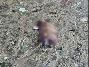 Supporting image for story: Horror as dead puppy found in canal near Walsall believed to have been 'killed and thrown in'