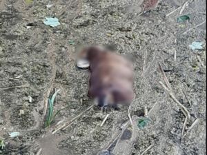 Supporting image for story: Horror as dead puppy found in canal near Walsall believed to have been 'killed and thrown in'