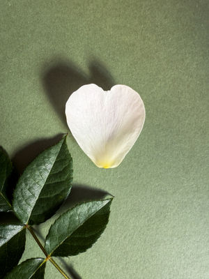 A petal from the Sir David Beckham Rose.