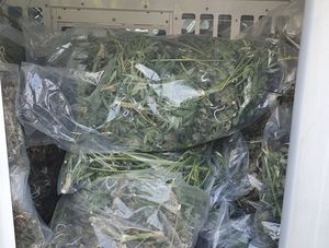 Supporting image for story: Massive £150,000 cannabis farm discovered during police raid in Bearwood