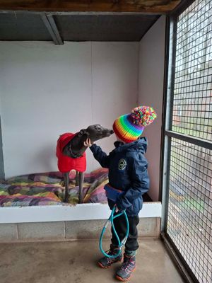 It's clear to see the dogs love Freddy as much as he loves them