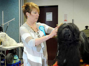 Supporting image for story: Shropshire holds its answer to Crufts dog show