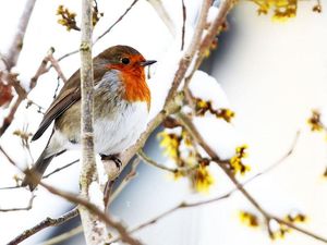Supporting image for story: Exactly how many times has there been a white Christmas in the UK?