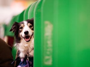 Supporting image for story: Crufts 2022: Dogs and owners enjoy big day out as show returns