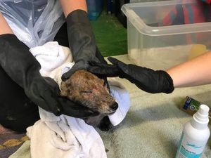 The fox was found in the Walsall area