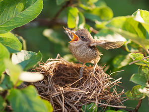 Whitethroats are among the species of British birds which nest in hedges