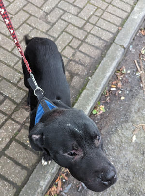 Ace was beaten when his owner, Matthew Houghton, 'lost his temper'