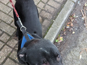 Ace was beaten when his owner, Matthew Houghton, 'lost his temper'