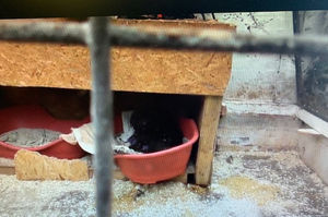 Dogs were kept in appalling conditions. Pictures from the case as a whole, provided by the RSPCA