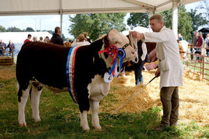 Matthew Gray from Buckenhill, Bromyard with Glenvale 1 Kenny, who is 11 months old and won best reserve male and best poll Hereford at the show. Image by Andy Compton