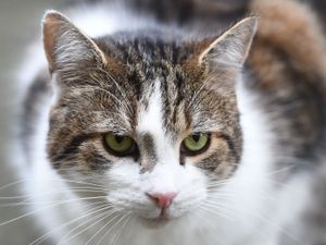 Supporting image for story