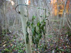 Supporting image for story: Work begins on removing diseased ash trees in Ironbridge Gorge