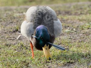 Supporting image for story: Wildlife charity monitoring Telford duck with crossbow bolt in its head