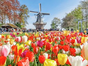 Supporting image for story: Travel review: Amsterdam