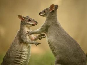 Supporting image for story: Chester Zoo welcomes UK’s only dusky pademelons